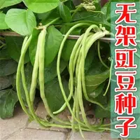 【满5包包邮】无架豆角种子不搭架长豇豆种籽阳台庭院蔬菜种子