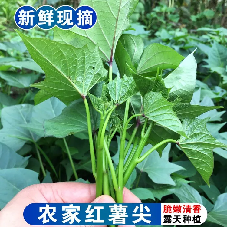 红薯尖四川新鲜红薯叶清香脆嫩甜宝宝辅食地瓜叶现摘现发农家蔬菜