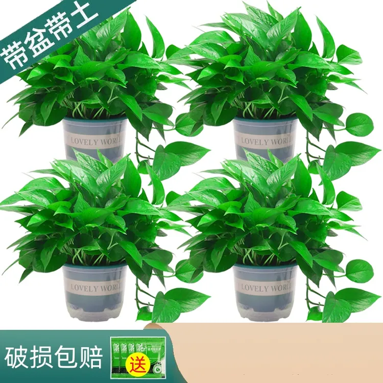 绿萝盆栽室内绿植物观叶长藤品种好养新房办公室吸甲醛土壤大绿箩