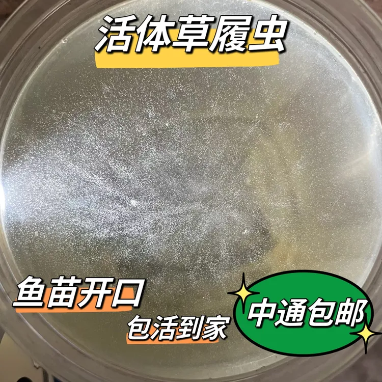 草履虫鱼苗开口饲料天然活体饲料斗鱼饲料