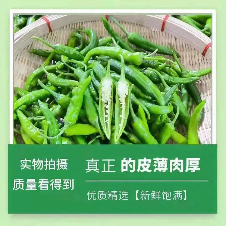 新鲜辣椒樟树小辣椒薄皮中辣本地樟树小青椒现摘现发