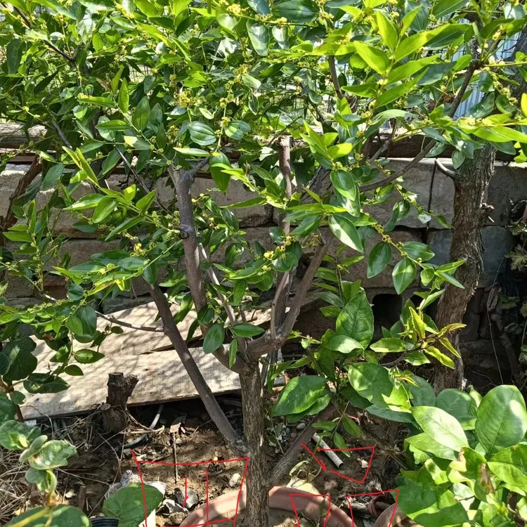 三代冰糖脆（栆） 发财树 盆栽绿植