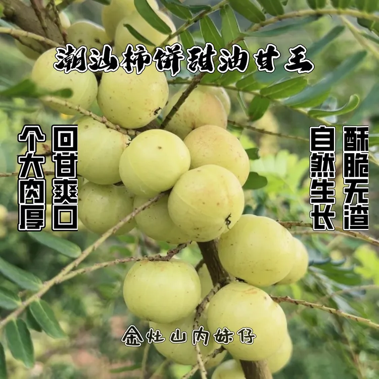 潮汕油柑王柿饼甜油甘果新果甜种油甘余甘果丙甜油柑孕妇水果