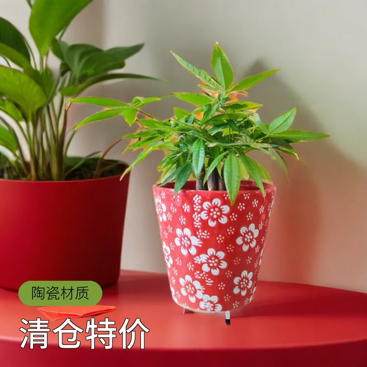 大口径梅花陶瓷小红盆清仓特价室内桌上摆设