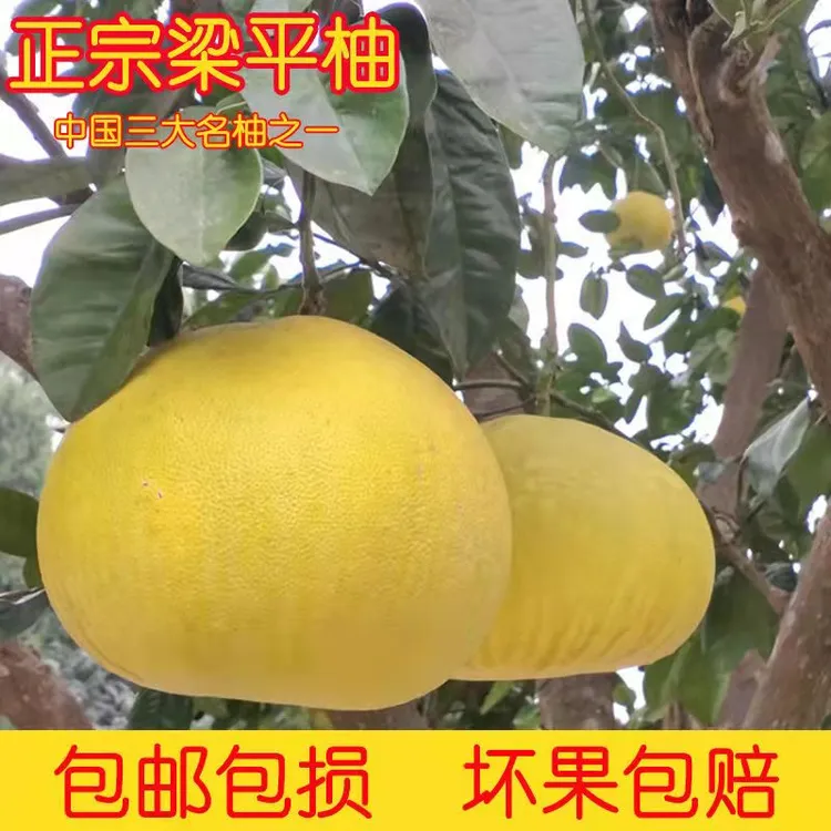 梁平柚子新鲜水果梁山柚重庆特产现摘当季新鲜水果平顶白心麻油子