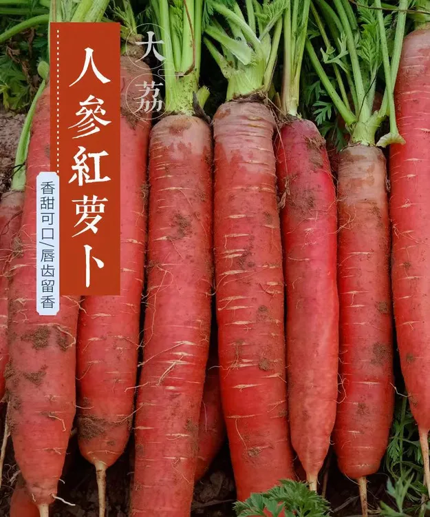 【当季脆甜沙地红萝卜】陕西产地直发水果萝卜小人参胡萝卜新鲜蔬菜