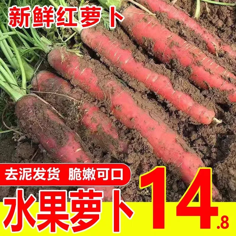 正宗沙地红萝卜陕西脆甜带泥新鲜水果胡萝卜小人参萝卜产地直发