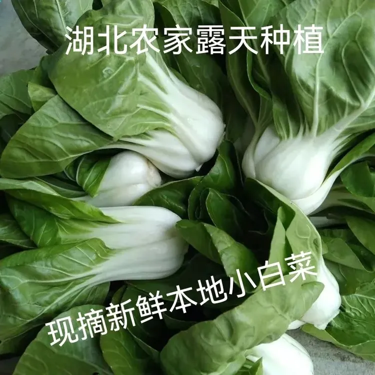湖北特产新鲜蔬菜矮脚黄白菜青菜霜降白菜农家露天自种本地小白菜