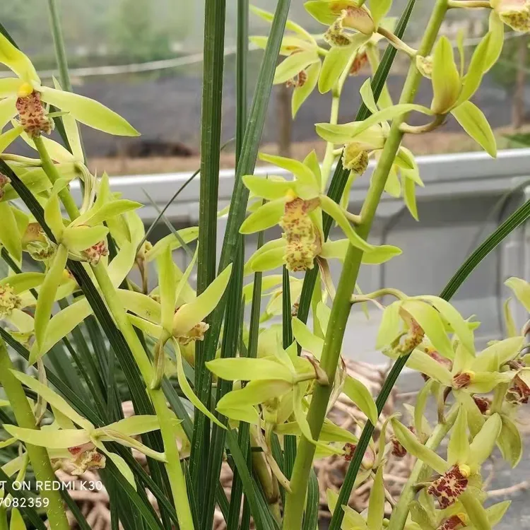 蕙兰不带花苞，浓香型，一杆多花。四季常青兰花