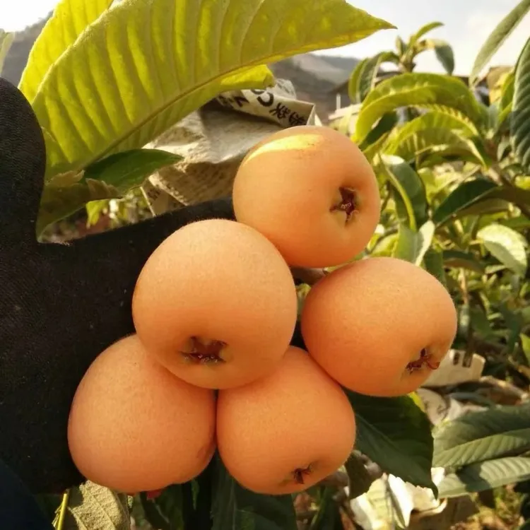 柠木花园植物庭院种植大五星南方北方盆栽地栽基地直发包邮