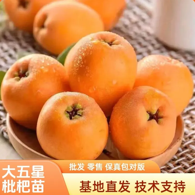 (大五星枇杷苗）正宗大五星枇杷嫁接苗