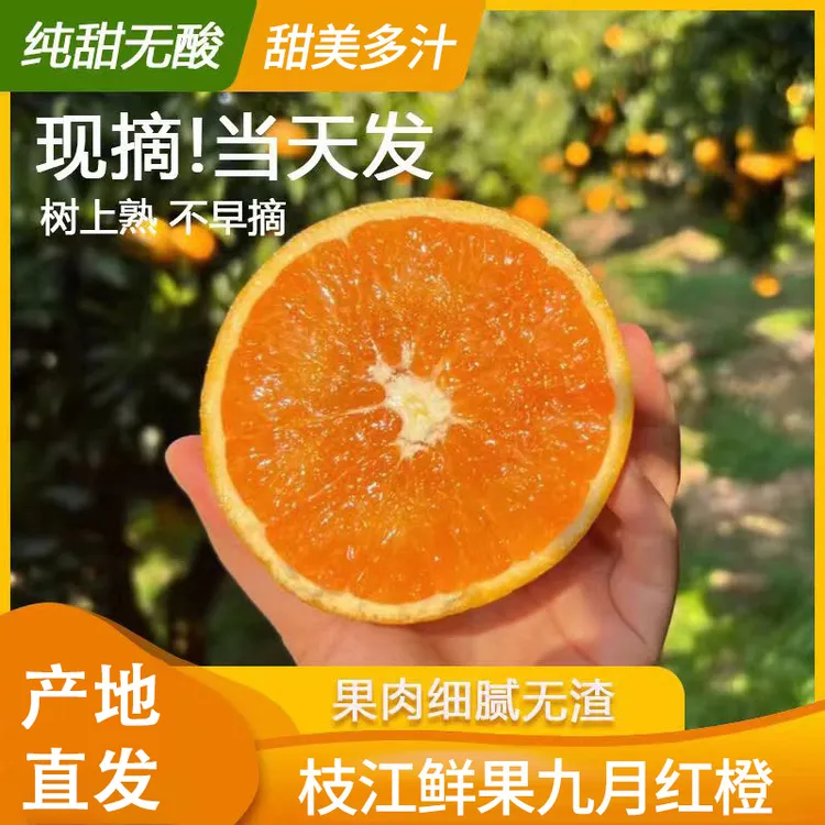 枝味浓新鲜水果九月红果冻橙脐橙爆甜多汁自然成熟好味道产地发货