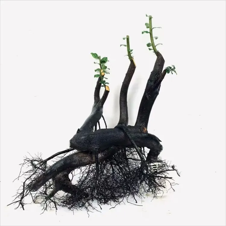 金弹子 老桩 盆景 室内外 庭院 美观 艺术 绿植观赏 盆栽 