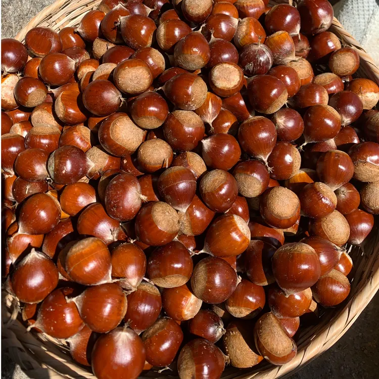福建高山粉糯香甜锥栗糖炒栗子不是板栗木质开口器1.7斤3斤5斤