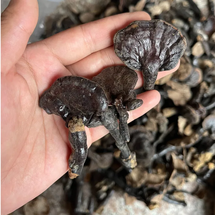 福建屏南高山林芝菌半斤1斤