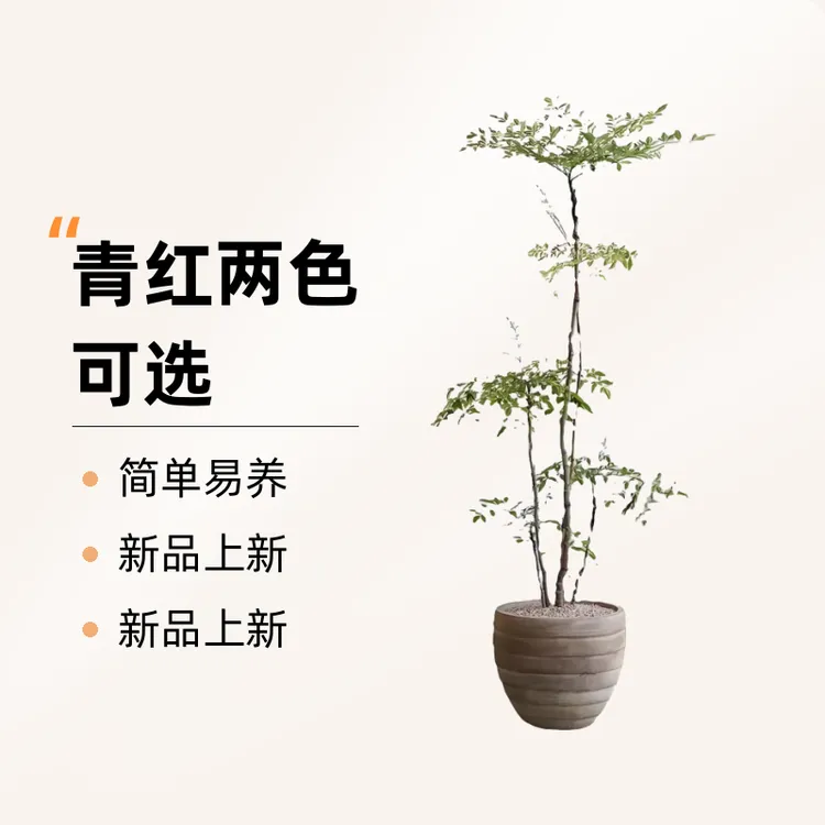 南天竹绿植室内客厅造景家居盆栽