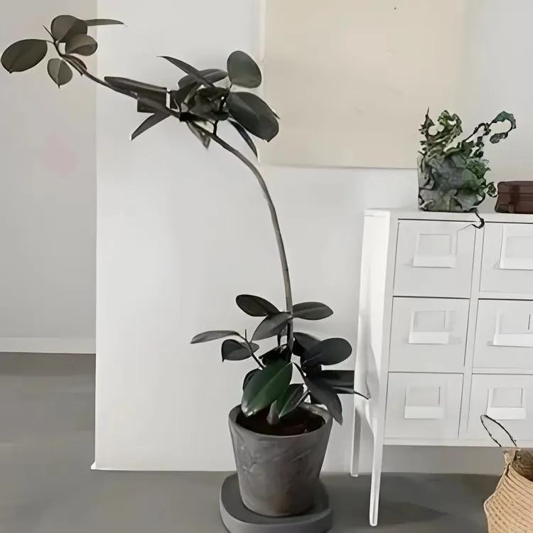 造型黑金刚橡皮树室内外大型网红植物盆栽