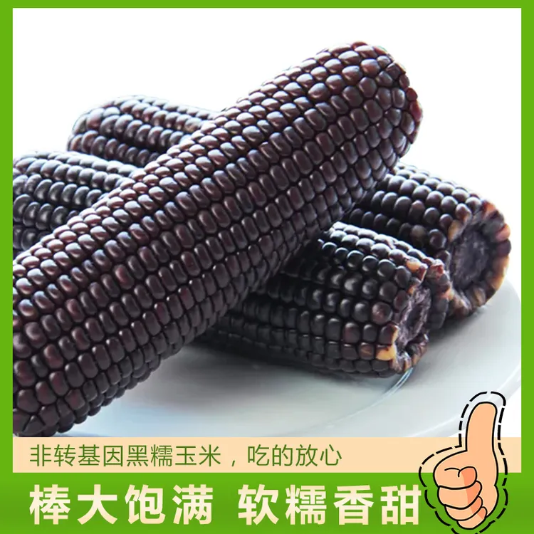 2025年头茬黑玉米忻州黑玉米10根（试吃2根）2kg软糯香甜花青素