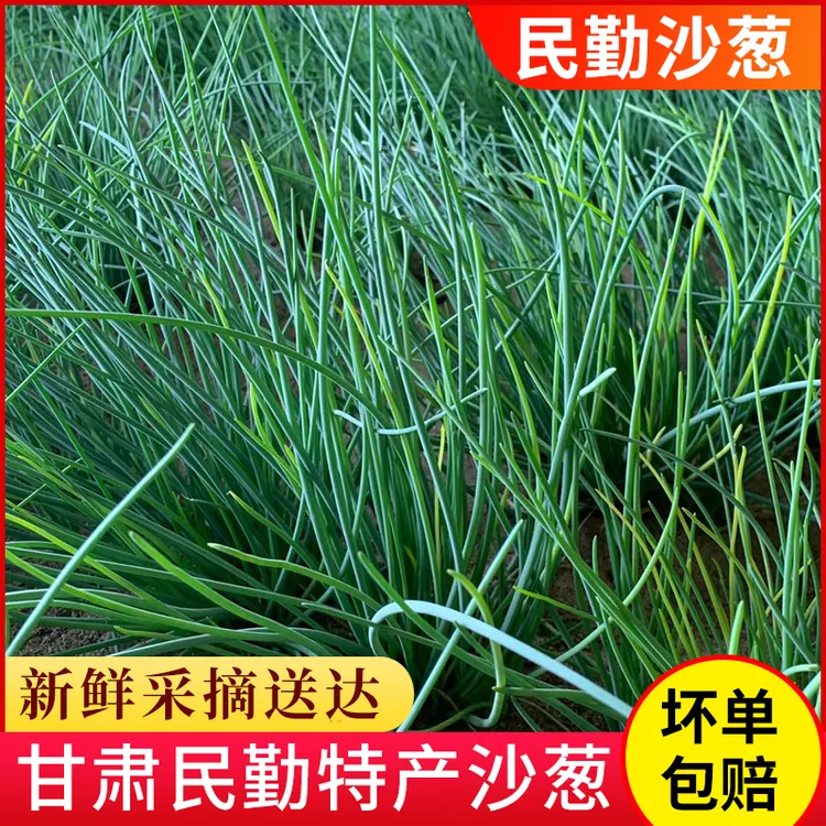 【大漠瑰宝】甘肃民勤新鲜沙葱，3斤/5斤装，冷链包邮