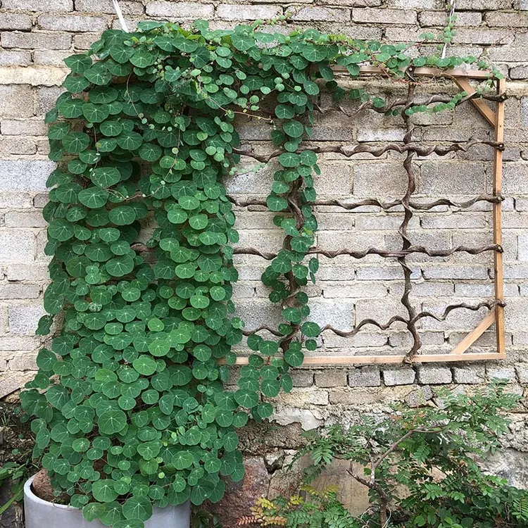 云南圆叶爬藤山乌龟红藤室内桌面办公室盆栽庭院造景绿植植物