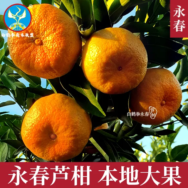 正宗永春芦柑大果中果5斤9.9斤包邮年货专场