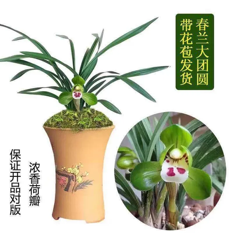 精品矮种春兰带花苞大团圆荷瓣浓香好养带花苞室内绿植盆栽春季