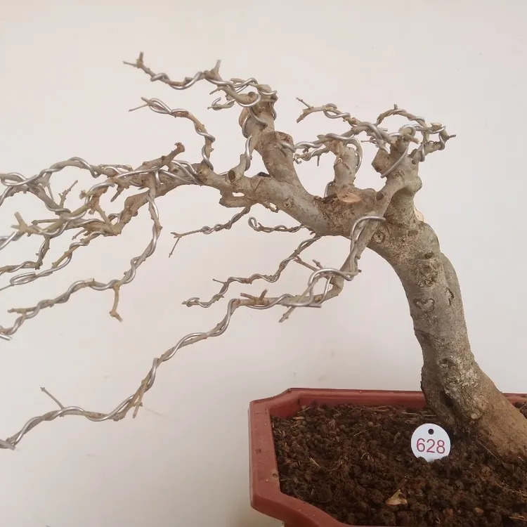 精品盆景树桩素材， 好种易活的品种，耐修剪成型快 观赏对节白蜡