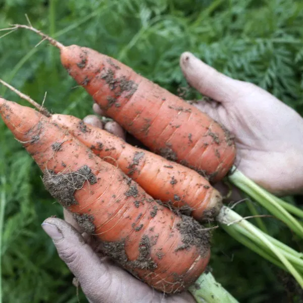 现挖新鲜胡萝卜无农残无激素无除草剂整箱5斤包邮湖北发货