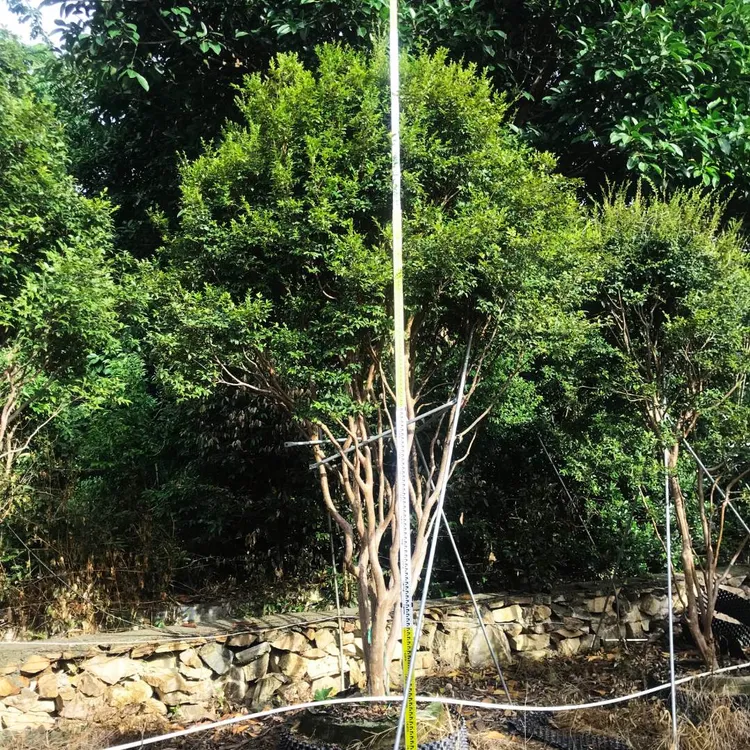 十七年沙巴嘉宝果树苗台湾树葡萄树苗绿植花园庭院观赏盆栽