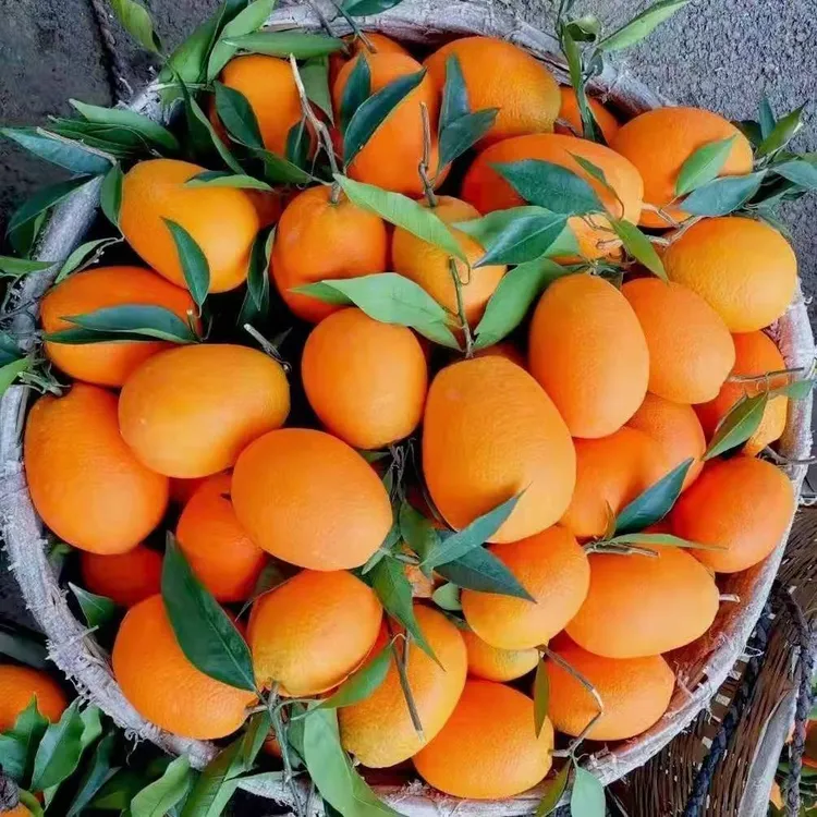 重庆奉节产地自然成熟脐橙纽荷尔带箱20斤装包邮