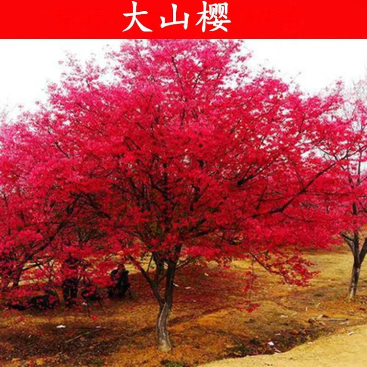 樱花树苗早樱晚樱嫁接樱花苗南方北方种植盆栽地栽庭院日本樱花苗