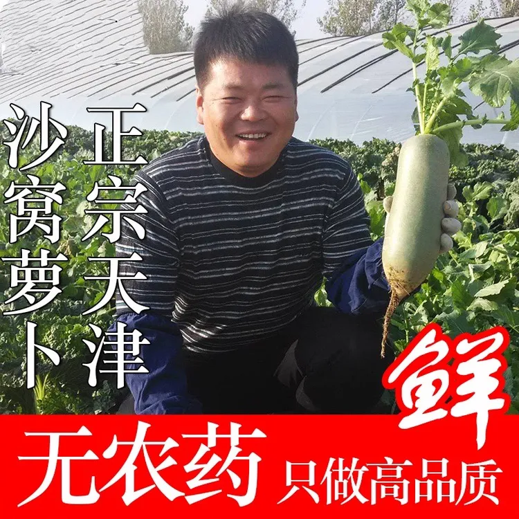 天津正宗沙窝萝卜现拔现发基地直发鲜嫩脆甜多汁水果萝卜4.5斤起