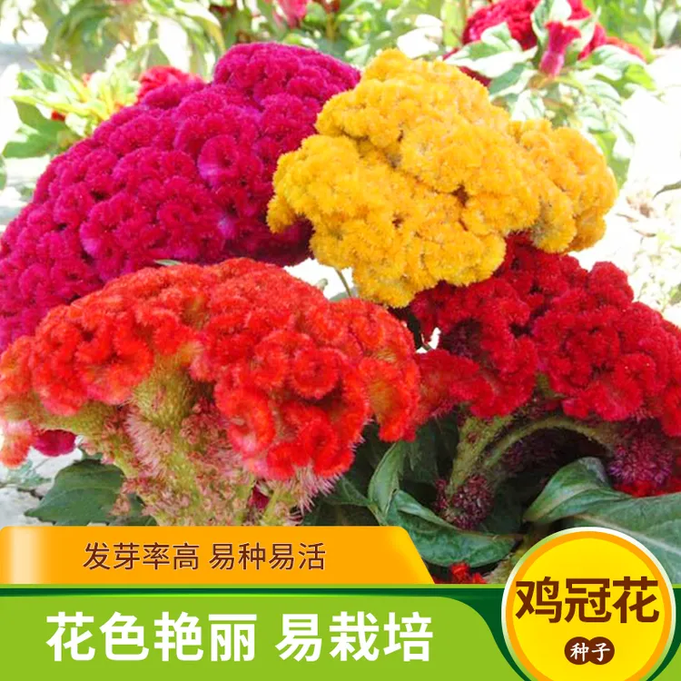 鸡冠花种子矮生室内阳台盆栽室外庭院鸡髻花四季开花易种活花卉籽