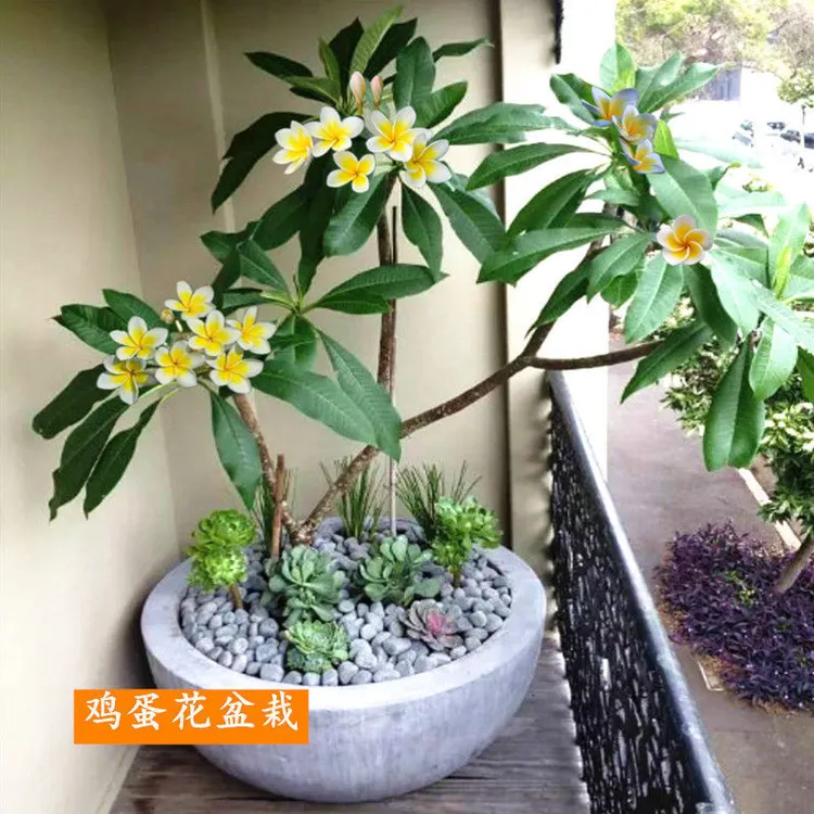 遇花卉鸡蛋花盆栽树苗缅栀子红色黄色当年开花阳台庭院植物包成活