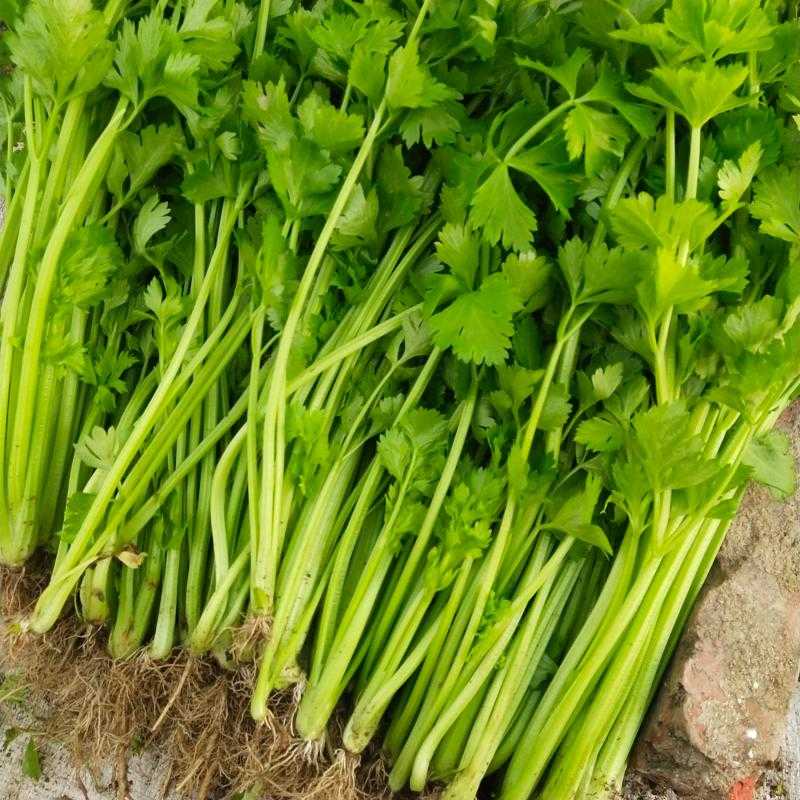 四季小香芹种子  香味足