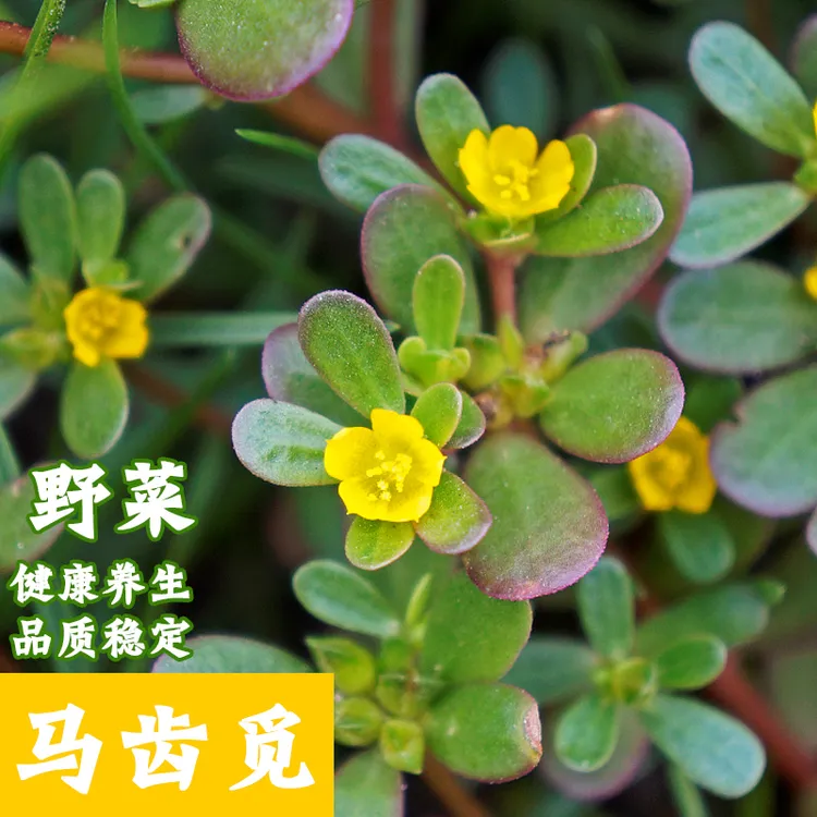 野生马齿苋种子农家荠菜长寿菜野菜种籽四季春秋阳台盆栽蔬菜种孑