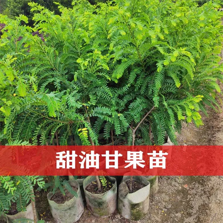 油甘果苗 潮汕嫁接崩坎甜种油甘苗柿饼甜油甘果树苗带叶带土发货