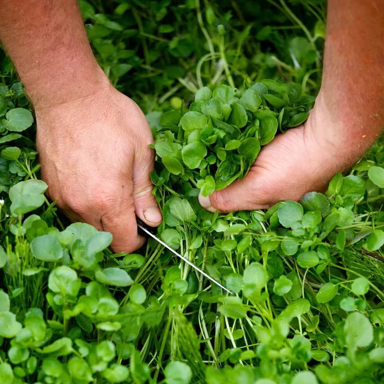 豆瓣菜种子可连续收割儿童西洋菜春季夏季播盆栽水生蔬菜种子