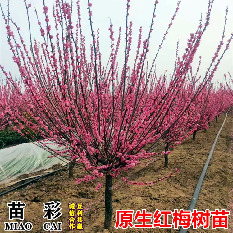 原生红梅花树苗庭院地栽盆栽老桩耐寒冬季开花卉浓香高杆骨里红梅