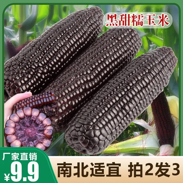 黑甜糯玉米种子 可大面积种植蔬菜种子杂交春季新品种秋季播种