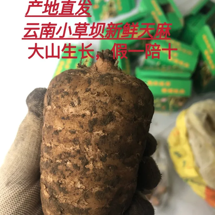 云南昭通小草坝新鲜天，麻（拍3斤送半斤拍4斤送1斤）