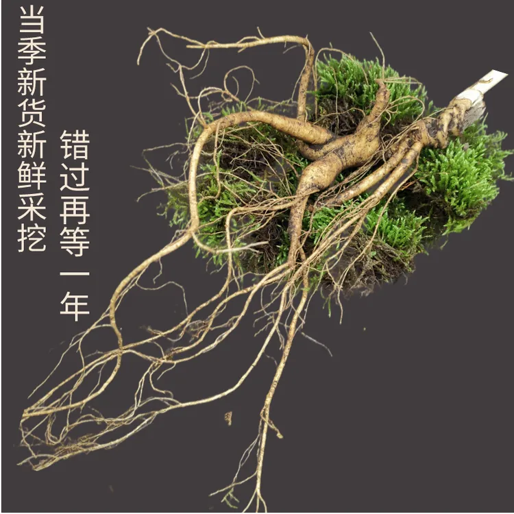 源自东北长白山的新鲜人参老山参单支50g