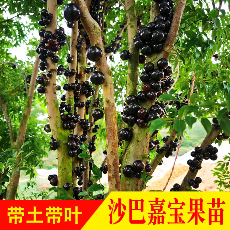 沙巴嘉宝果树苗树葡萄苗可地栽盆栽庭院种植载种 果苗