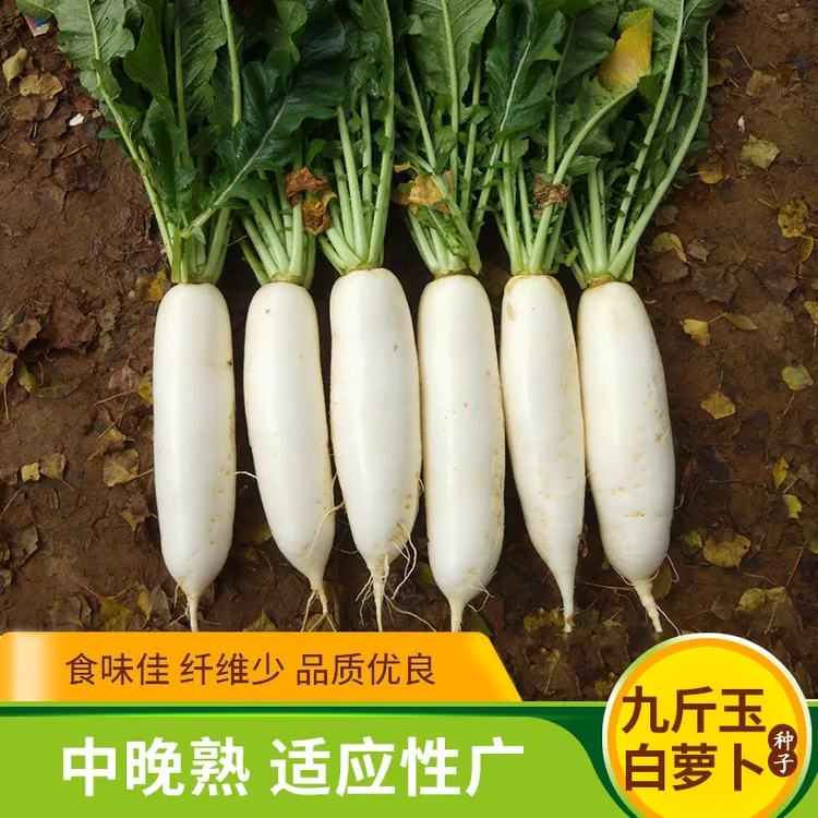 南畔洲白萝卜种子九斤王四季白玉水萝卜籽特大春秋冬蔬菜种孑