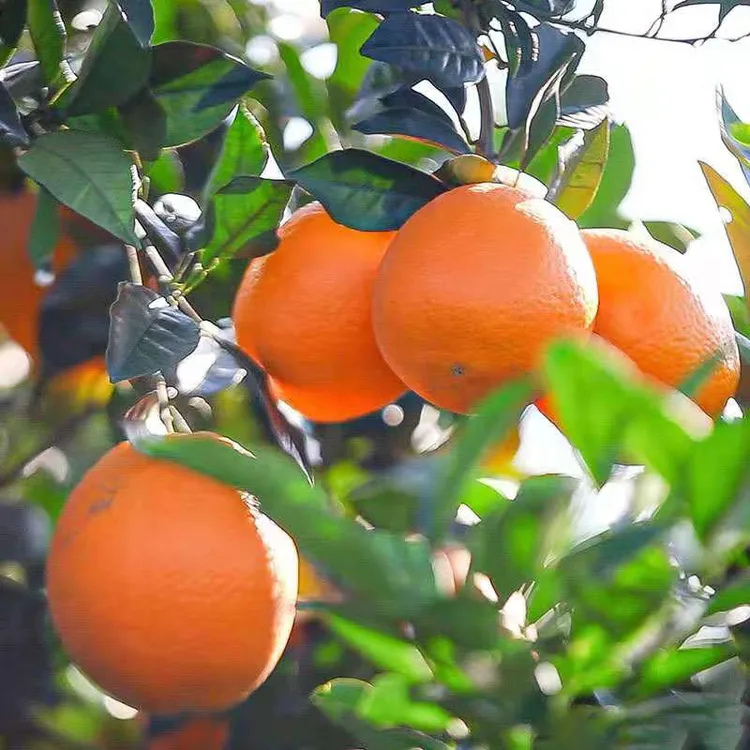 贺州富川脐橙新鲜水果10斤包邮