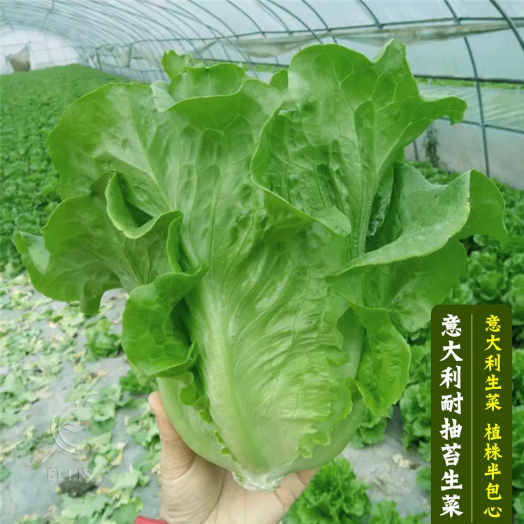 意大利生菜王种子种籽大全四季蔬菜孔雀菜种孑籽种菜籽奶油苗带土