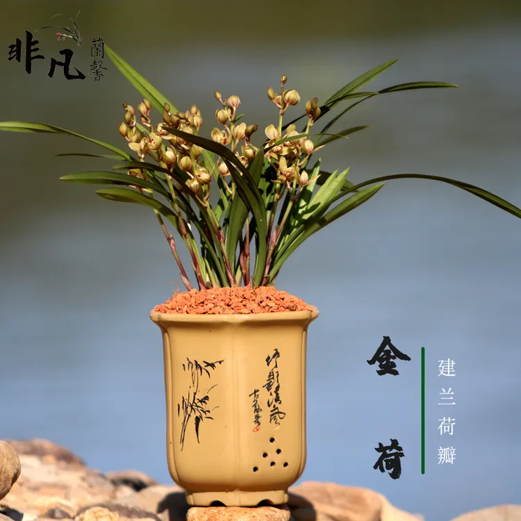兰花苗建兰金荷浓香型花卉办公室内绿植盆栽易开花易养活