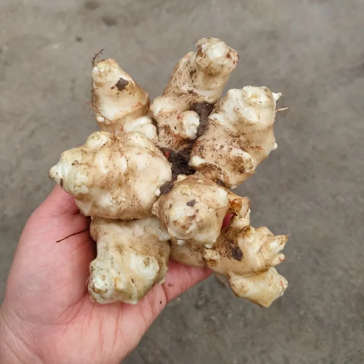 山东野菜种植基地洋姜种球菊芋种子胰岛果红洋姜种苗多年生简单