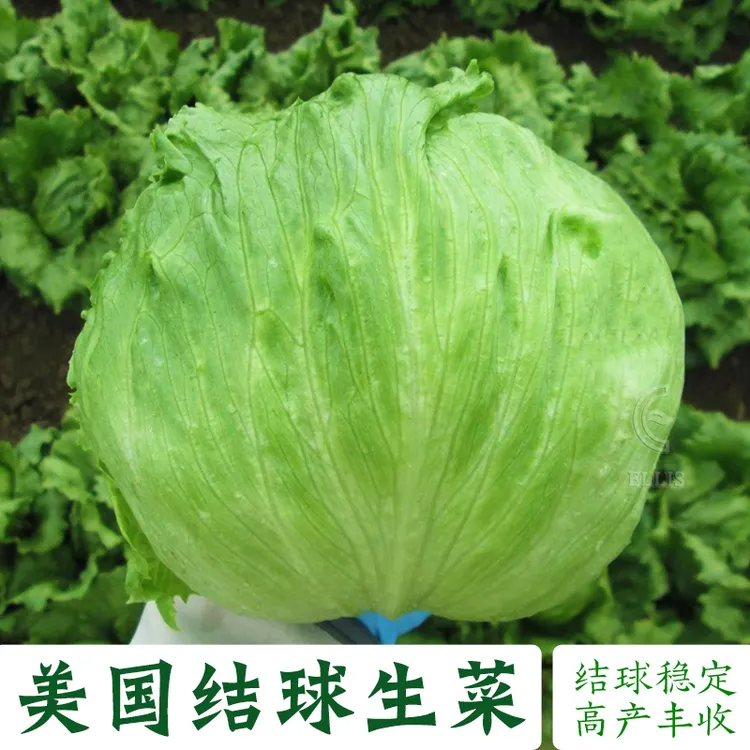 美国结球生菜种子圆生菜包心球生菜青菜种籽四季阳台大田蔬菜种孑