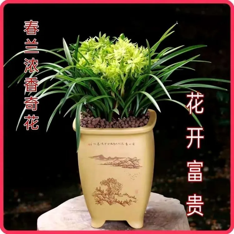 春兰浓香型花开富贵 勤花勤芽好种易活新手可入